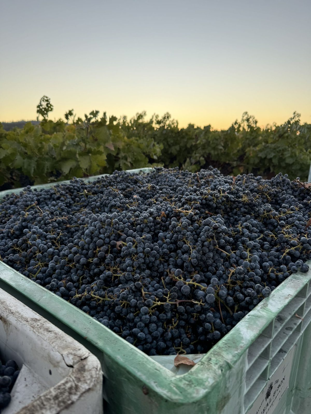 Cabernet Sauvignon grapes at harvest, River Run Vineyard